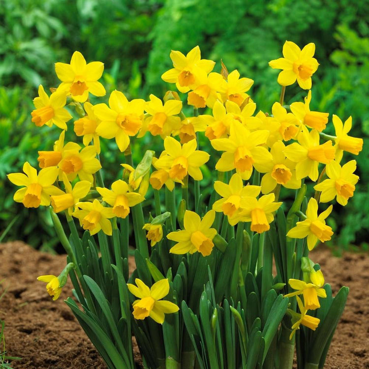 Daffodil Cyclamineus Tete a Tete - Bulk Offer