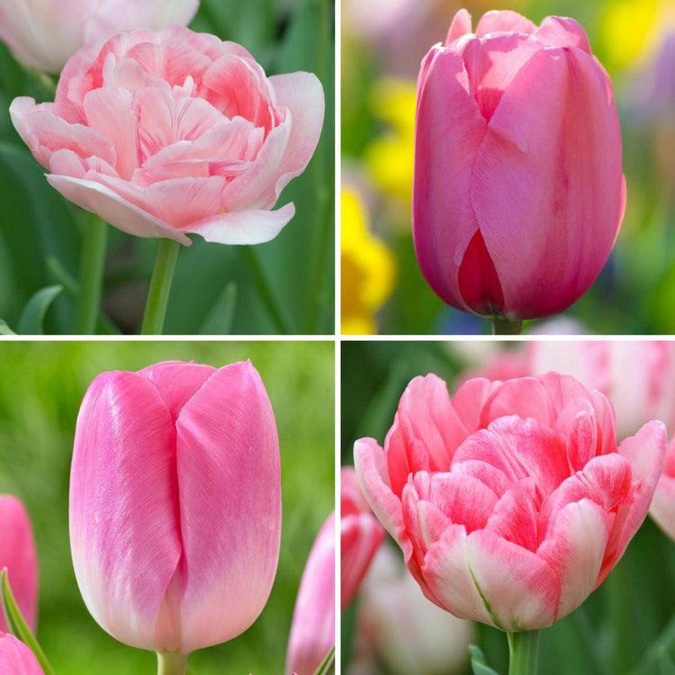 Four types of pink tulips, featuring early blooming Foxtrot and Pink Impression and late blooming Angelique and Sauternes.