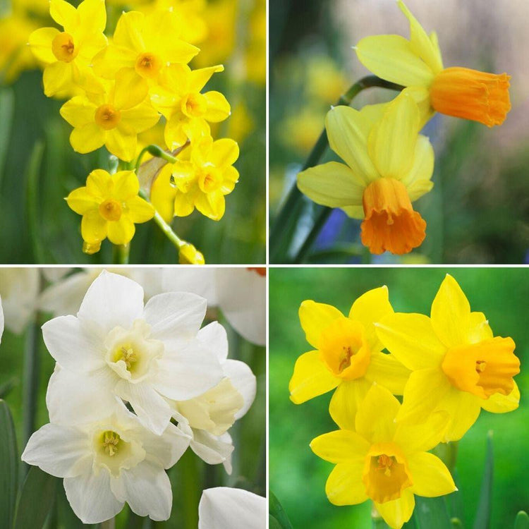 Assorted miniature daffodil collection with four different varieties of multi-flowered miniature daffodils, including Baby Boomer, Jetfire, Tete a Tete and Pueblo.