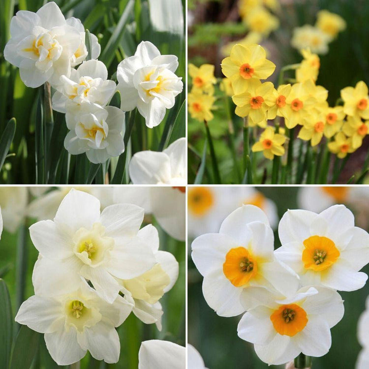 Assorted heat tolerant daffodil collection with four different types of daffodils including the varieties Golden Dawn, Cheerfulness, Pueblo and Beautiful Eyes.