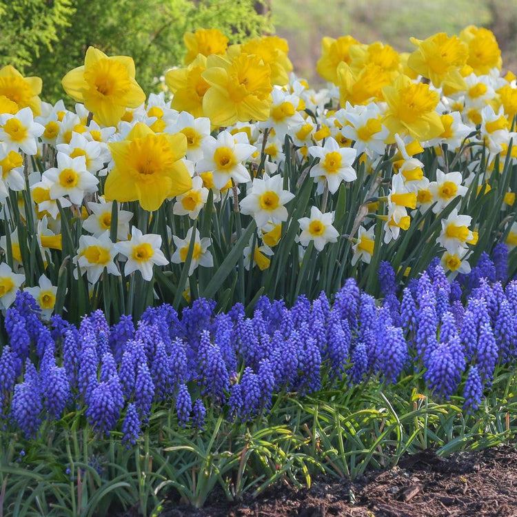 A spring flower garden featuring a collection of yellow and white daffodils and a border of blue muscari armeniacum or grape hyacinths.