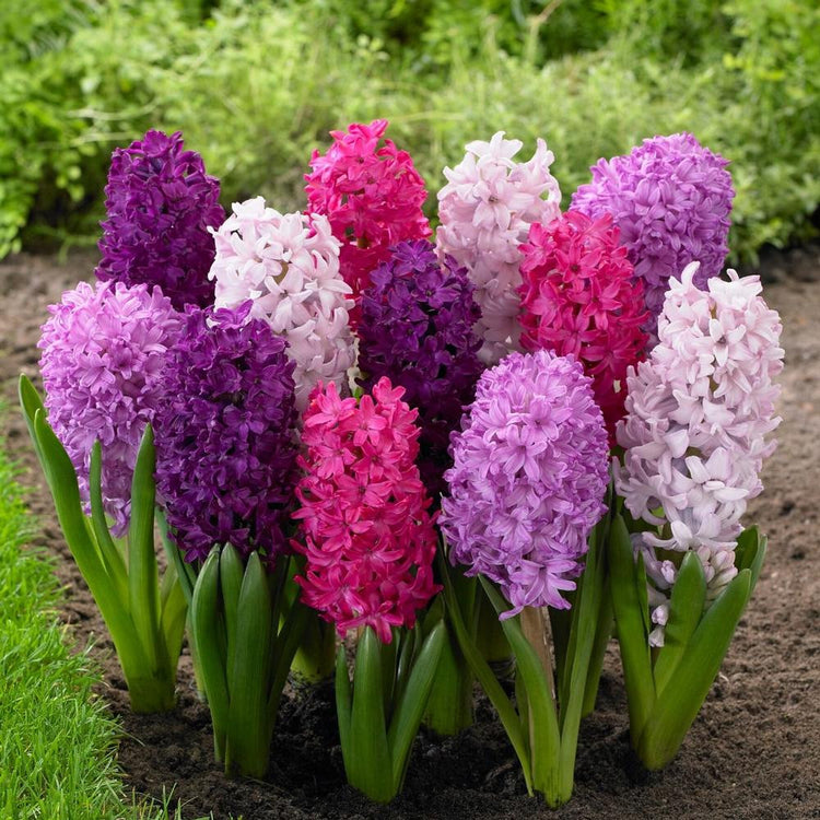 Hyacinth Orientalis Fierce Mix - Bulk Offer