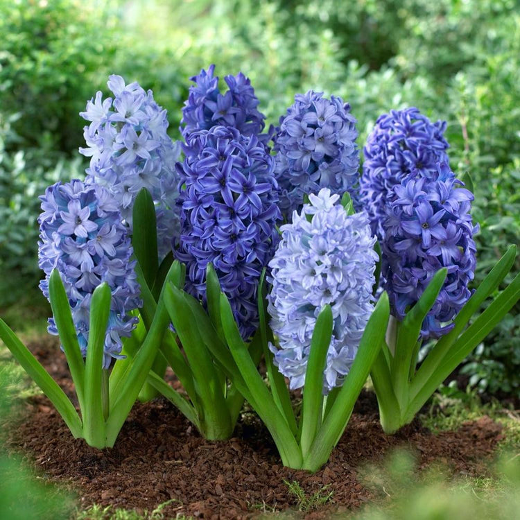 Hyacinth Orientalis Shades of Blue - Bulk Offer