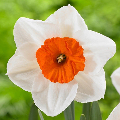 Close up of a single blossom of large cupped daffodil Professor Einstein, showing the white petals and deep orange cup of this award-winning heirloom narcissus.