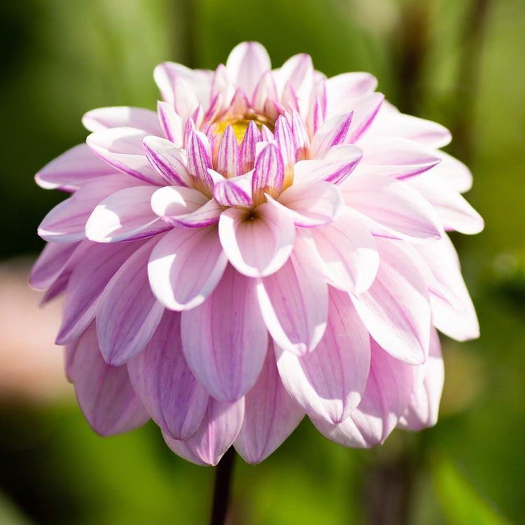 Dahlia Decorative Sweet Surprise
