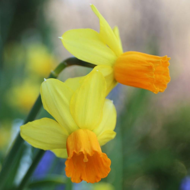 Daffodil Cyclamineus Jetfire