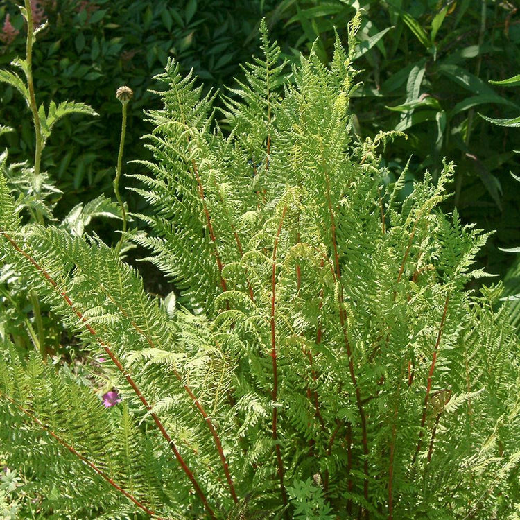 Fern Lady in Red