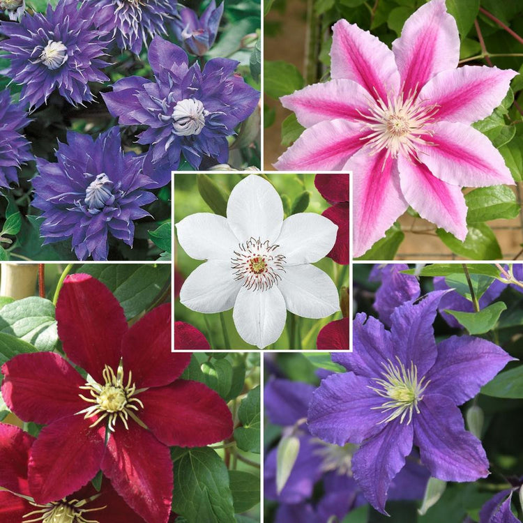 Clematis Assorted Collection