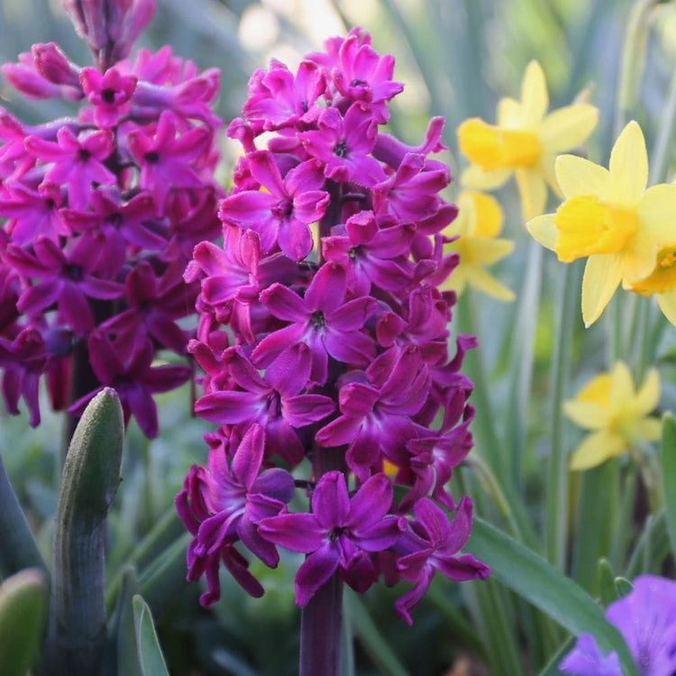 Hyacinth Orientalis Woodstock