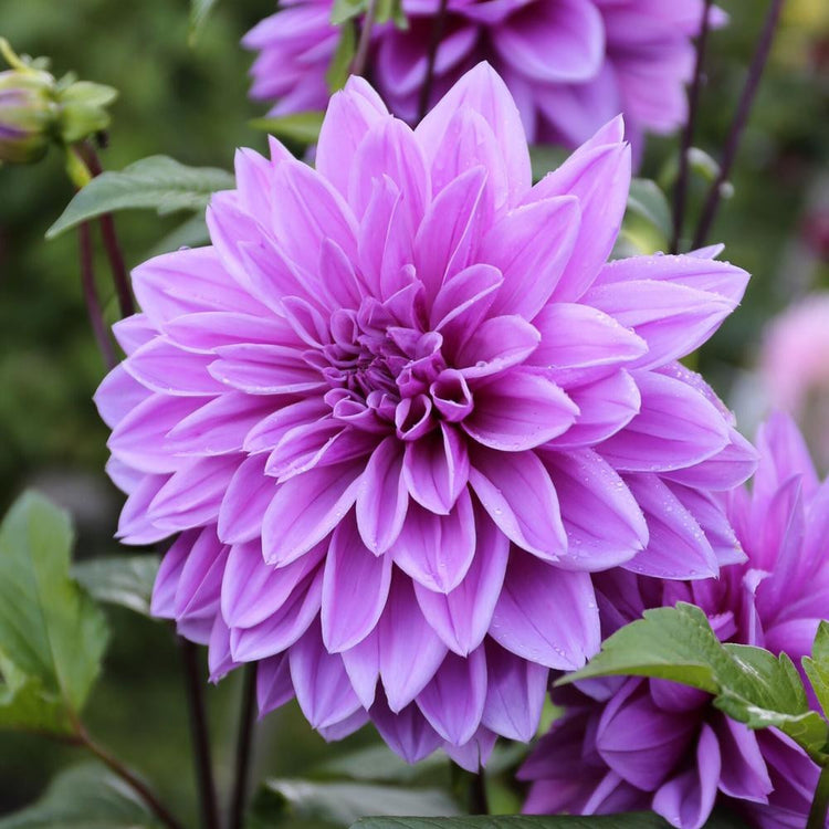 Dahlia Dinnerplate Lilac Time