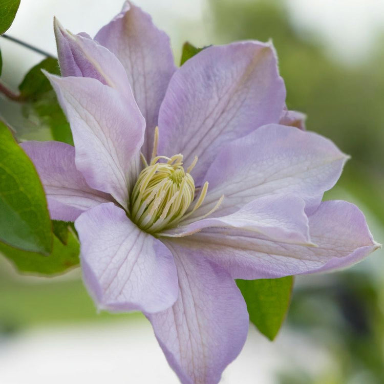 Clematis Standard Hakuba