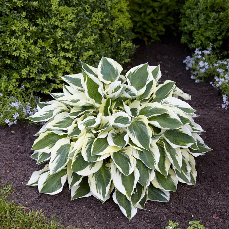 Hosta Medium Leaf Minuteman