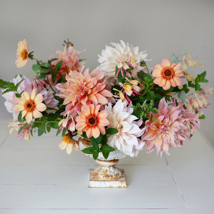 Dahlia Assorted Flirty Fleurs Verona Collection