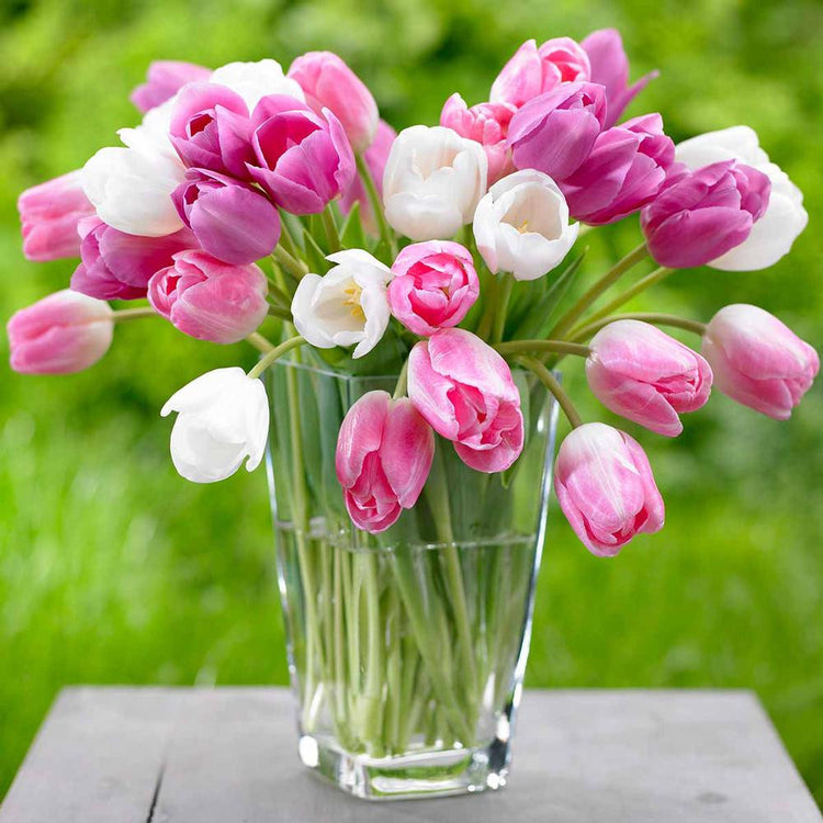A large bouquet of tulips in a glass vase, featuring Apple Blossom Mix, which includes varieties that are light pink, dark pink and white.