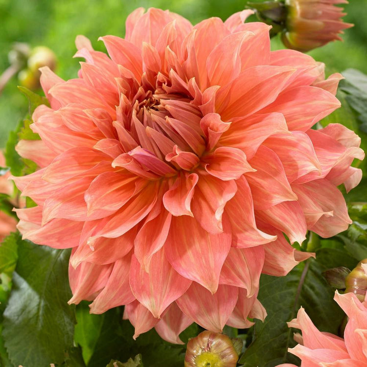 Dahlia Dinnerplate Fairway Spur