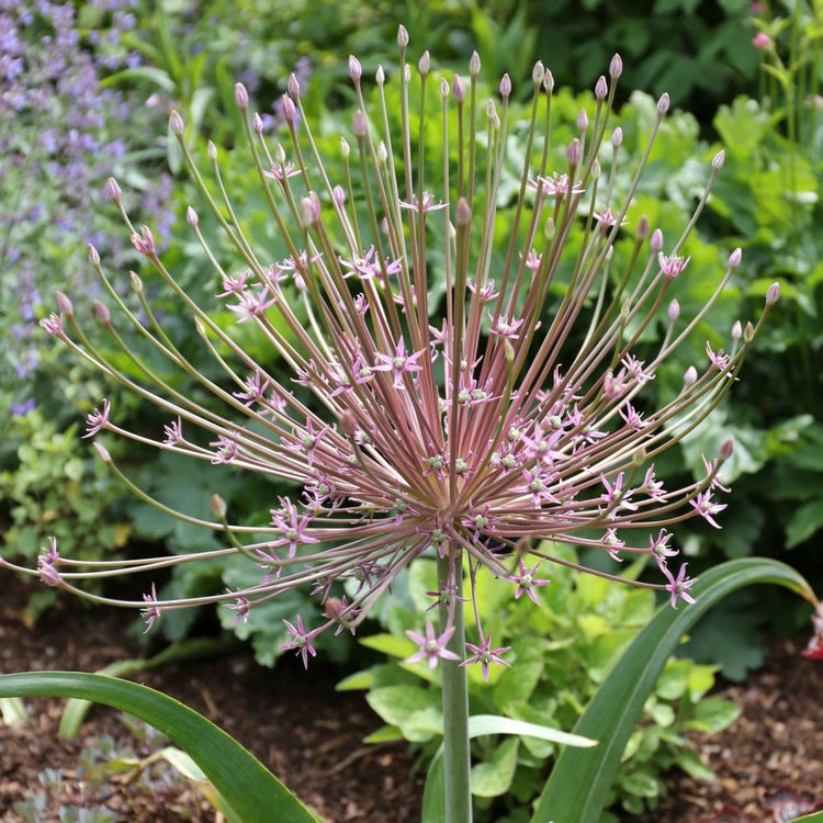 Allium Giant Schubertii