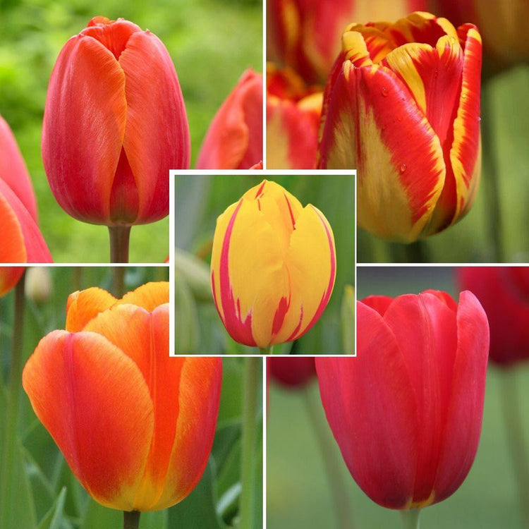 Flower heads of five varieties of single red, orange and yellow tulips with mid and late season bloom times.
