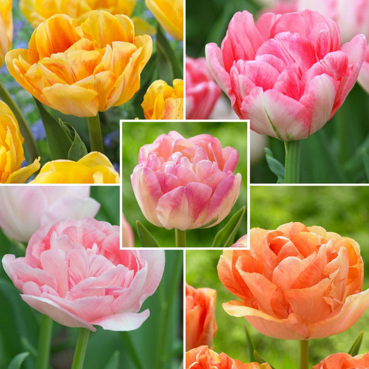 The Pastel Collection of double tulips includes early and late blooming varieties in colors of pink, gold and apricot.