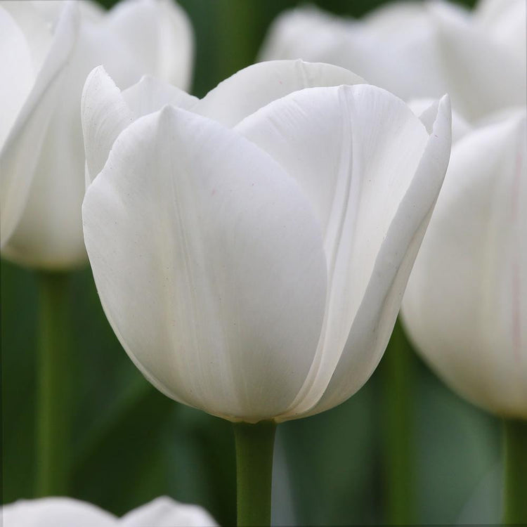 A close up showing one pure white, fully open blossom of Triumph tulip Royal Virgin.