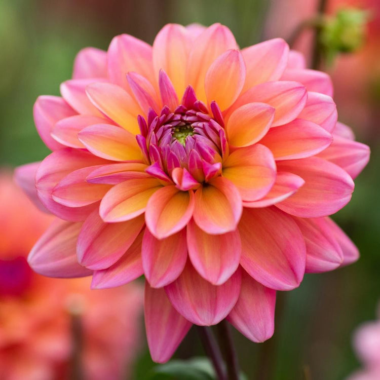 Decorative dahlia Great Silence, showing the flower's classic form and lovely peach, pink and apricot petals.