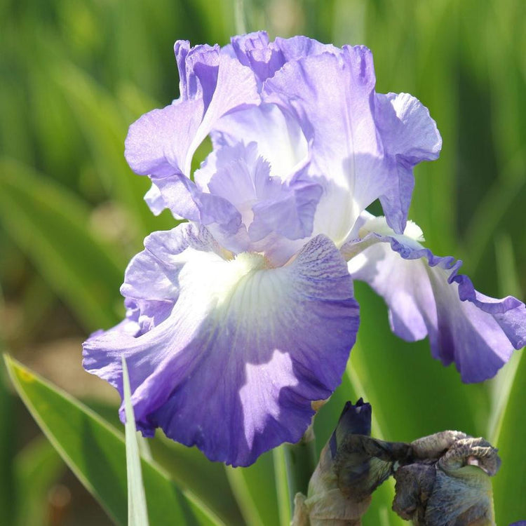Bearded Iris City Lights