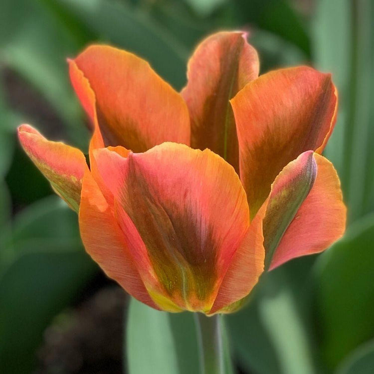 Tulip Viridiflora Artist