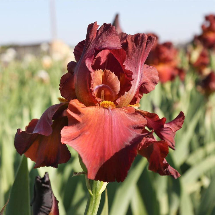 Side view of brick-red bearded iris My Friend Jonathan, showing the blossom's beautiful ruffles and golden highlights.