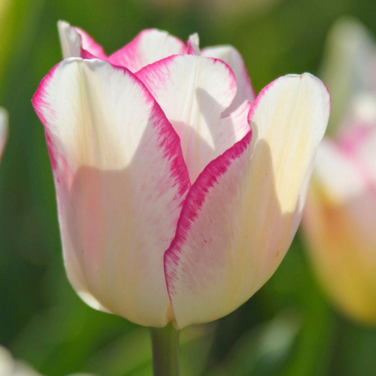 Image of Mata Hari Tulips