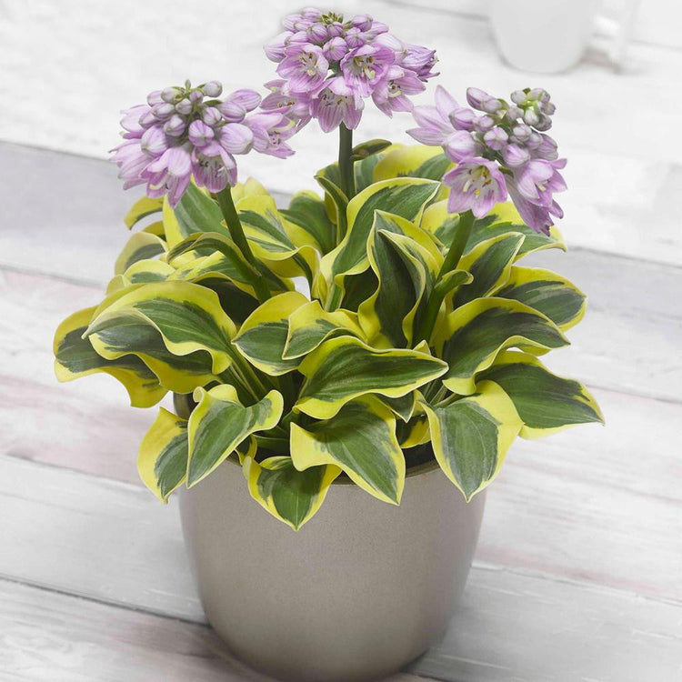 Hosta Small Leaf Mighty Mouse