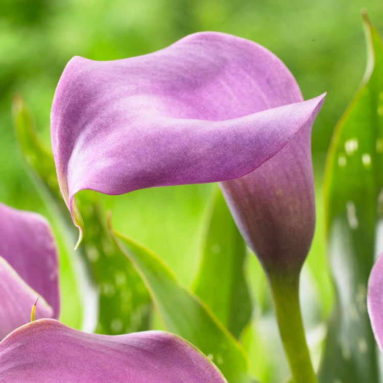 Calla Lily Grape Velvet