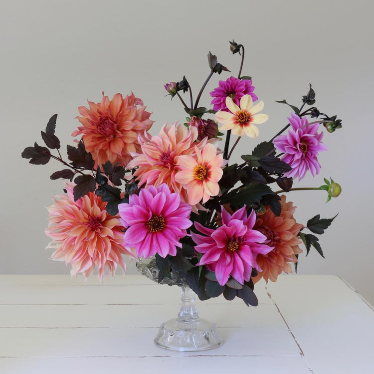 Dahlia Assorted Flirty Fleurs Veracruz Collection
