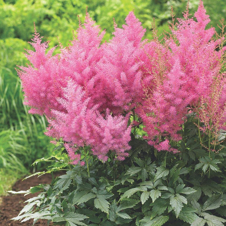 Astilbe Arendsii Erika