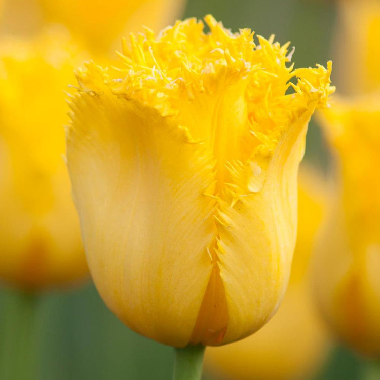 Single flower of fringed tulip Maja showing brilliant yellow petals and decorative edges.