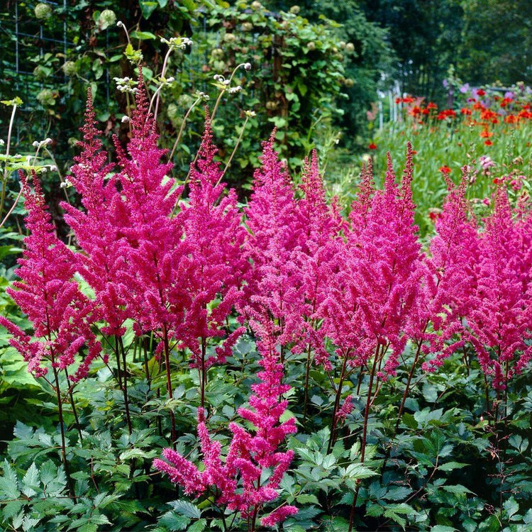 Astilbe Chinensis Maggie Daley
