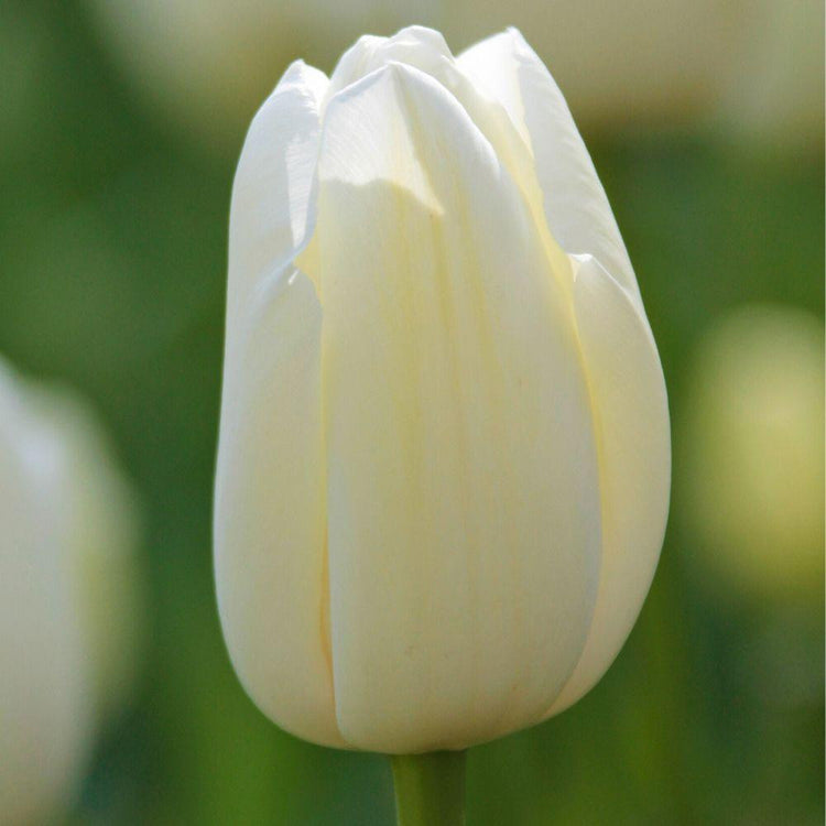 Tulip Single Late Catherina