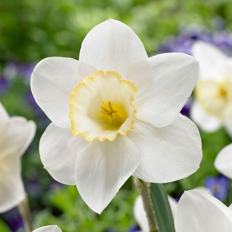 A single blossom of the large-cupped daffodil Frosty Snow, featuring a mature flower with white petals and a prominent white cup edged in buttery yellow.