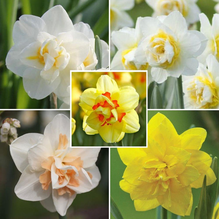 A composite image showing five double daffodils, including the varieties Delnashaugh, Cheerfulness, Lingerie, Tahiti and Golden Ducat.