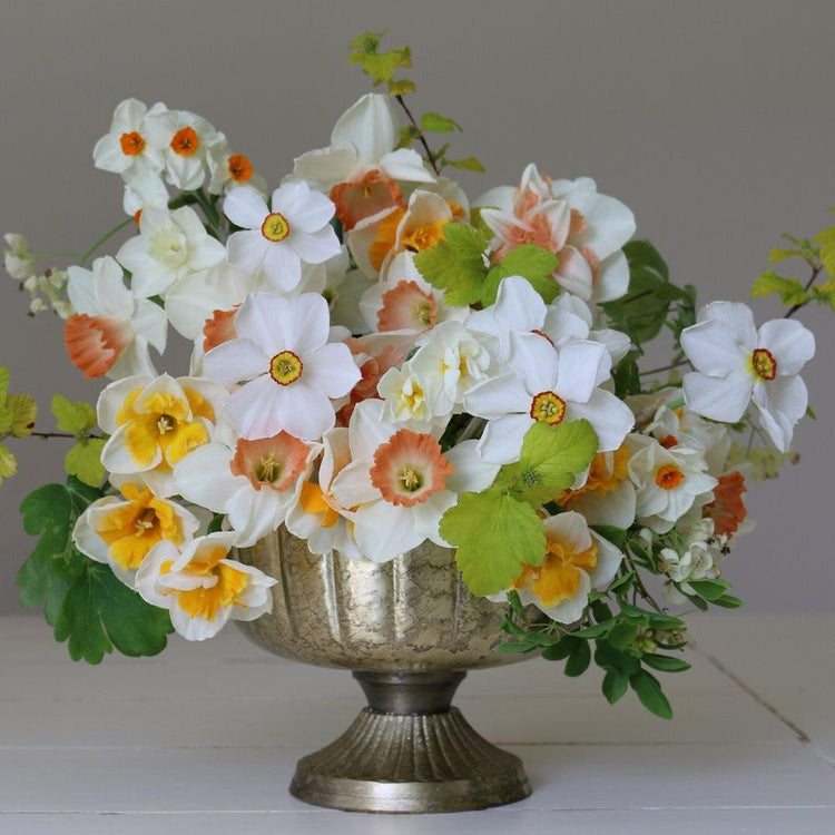 Daffodil Assorted Flirty Fleurs Bellissima Collection