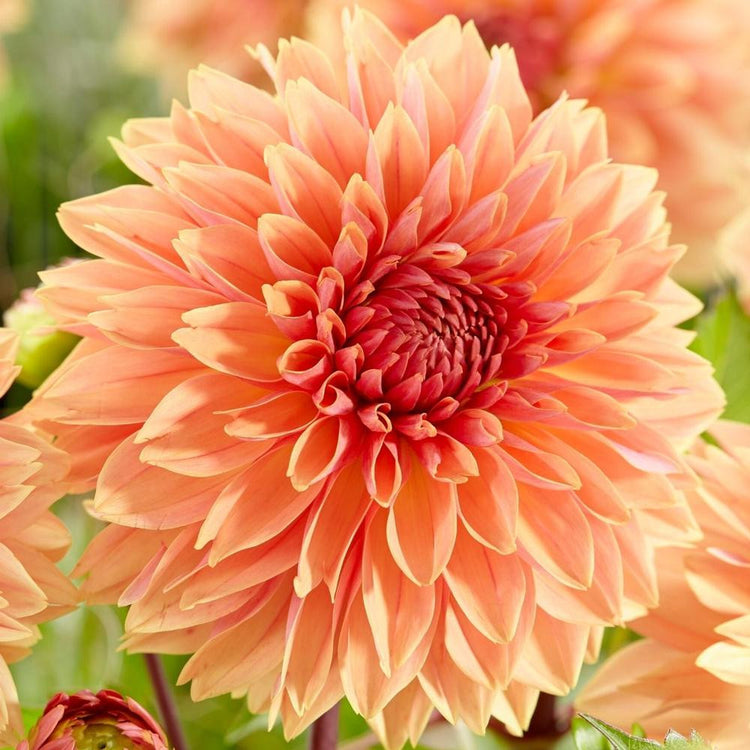One blossom of dinnerplate dahlia Libeccio, showing this variety's enormous, apricot, peach and pale yellow flowers.