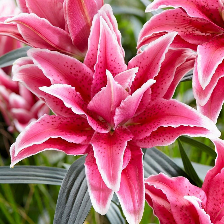Double Oriental roselily Tatsjana, showing the flower's multiple layers of deep pink petals that give it a romantic charm.
