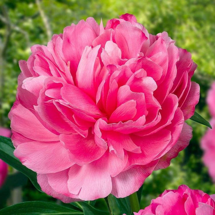 Peony Lactiflora Joker