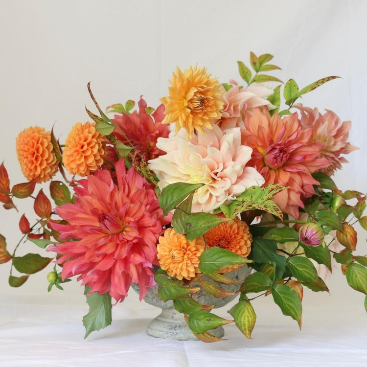 Dahlia Assorted Flirty Fleurs Cordoba Collection