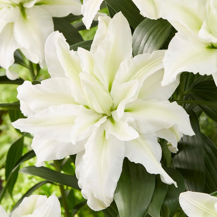 Elegant, all-white double Oriental lily Aisha, showing this roselily's outstanding size and romantic, ruffled petals.
