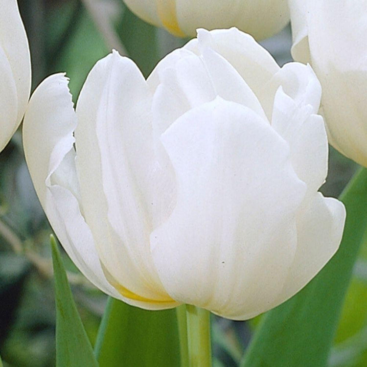 Single blossom of all white spring-blooming double early tulip variety Mondial.
