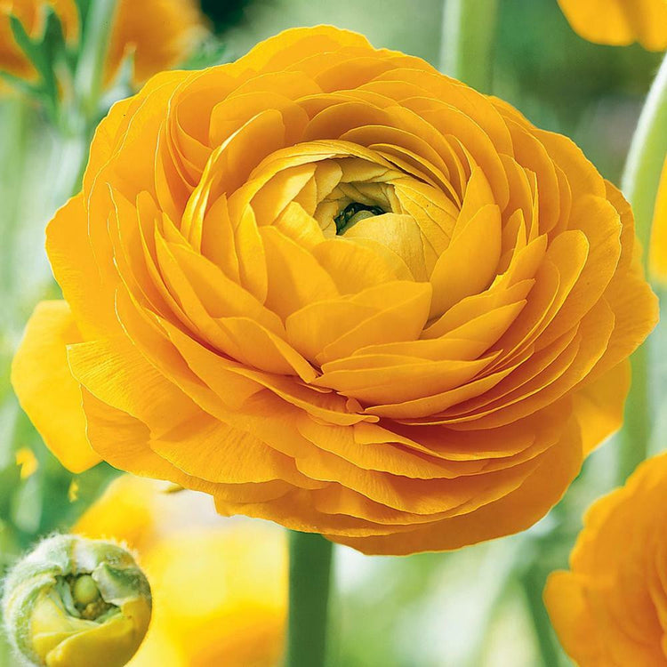 Ranunculus Tomer Yellow (Spring)