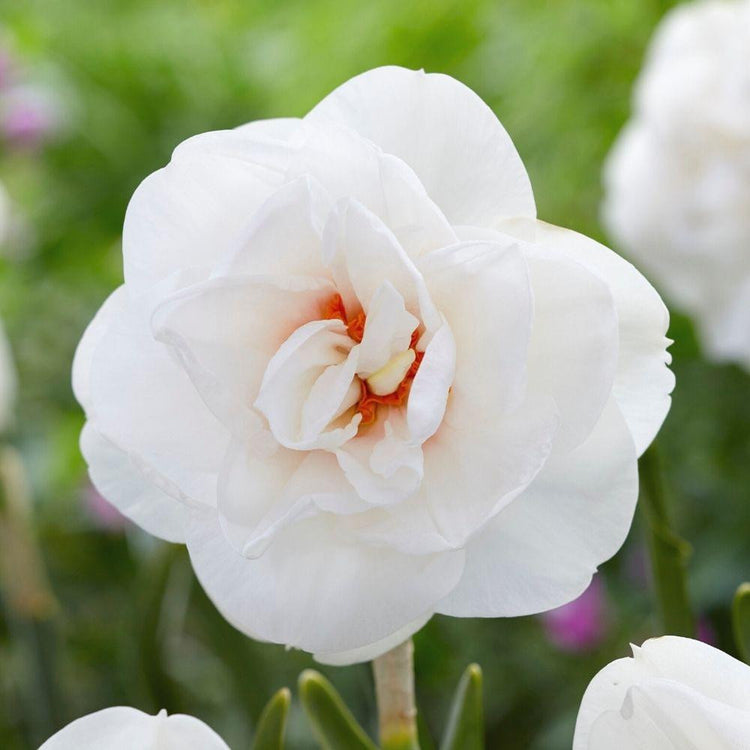 Close up of a single flower of the double daffodil Acropolis, showing this heat tolerant variety's rose-like blossom with plush, pure white petals and a red-orange center.