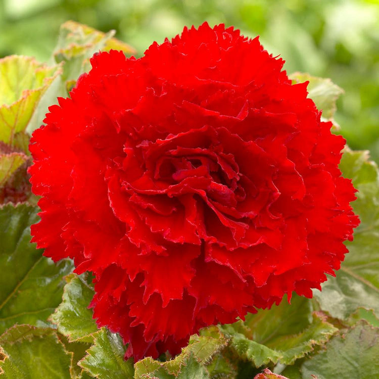 Begonia Upright Fimbriata Ruffled Red