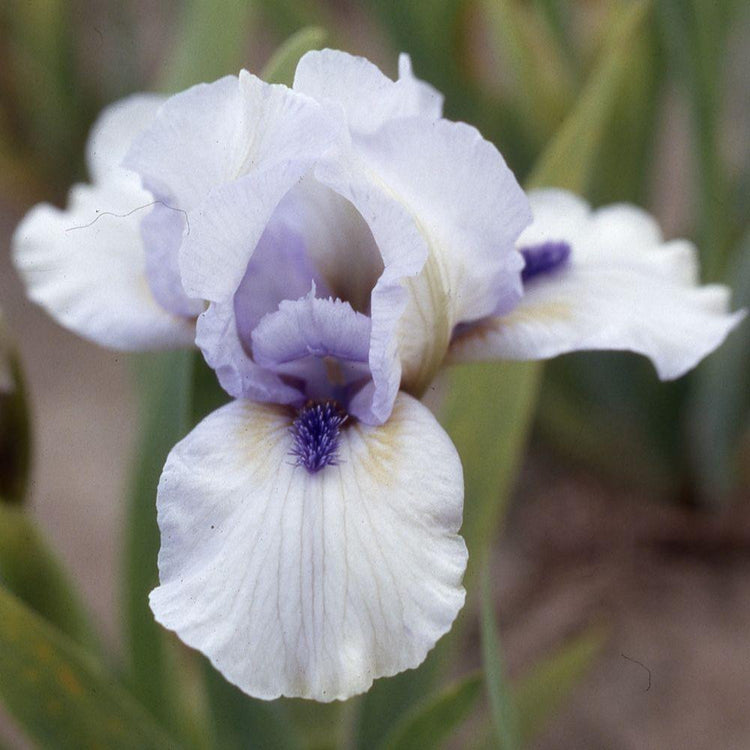 Bearded Iris Forever Blue