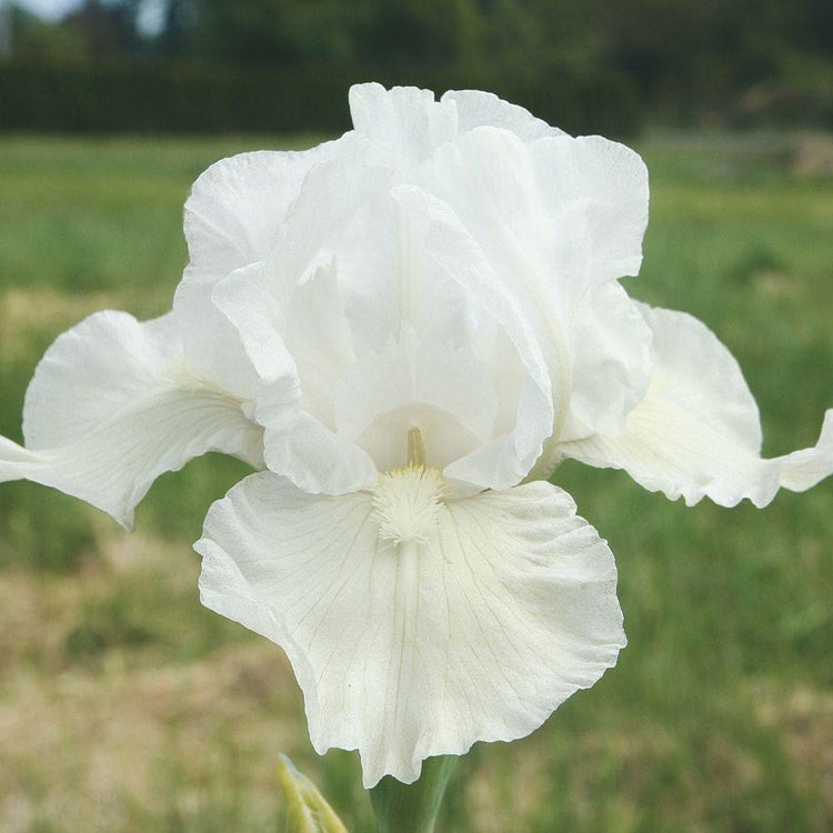 Bearded Iris Angelwalker