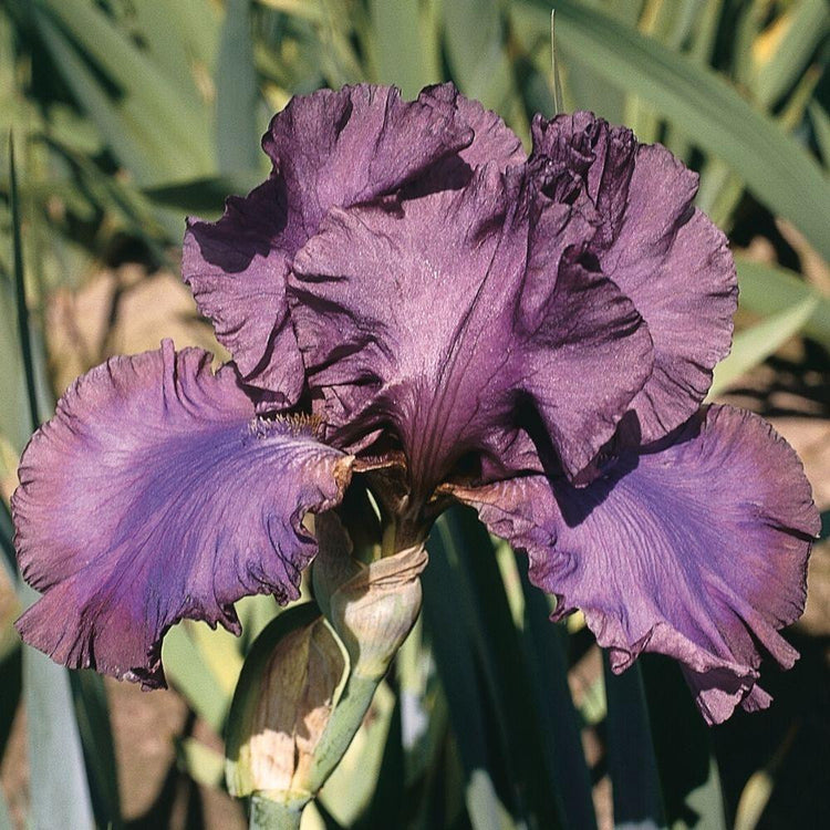 Bearded Iris Cantina